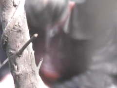 Old Asian Grandpa With Hooker Outdoor